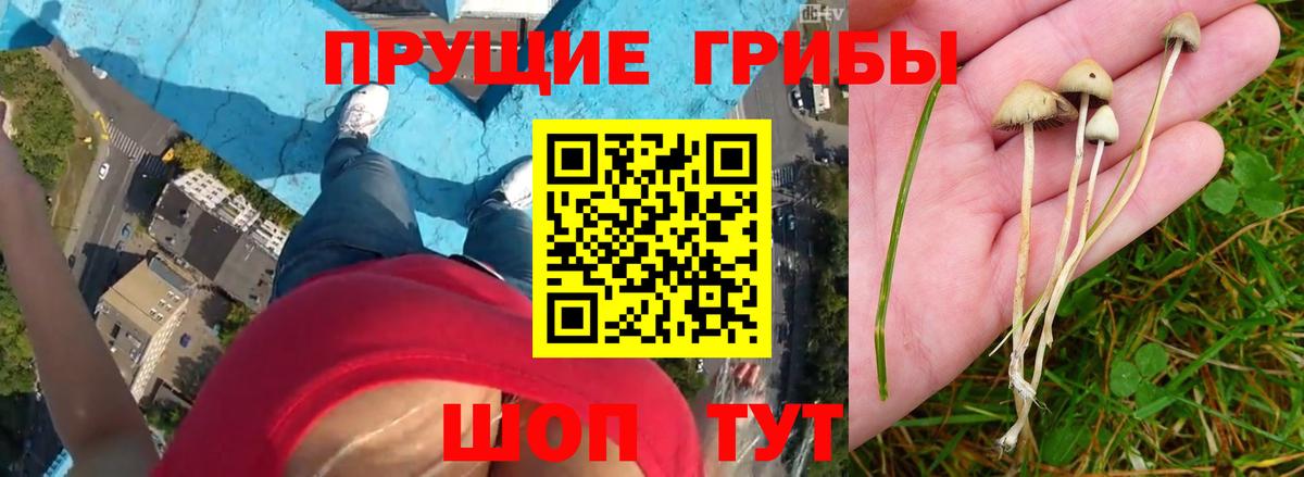 Галлюциногенные грибы Psilocybine cubensis  Вход с VPN  Ейск 